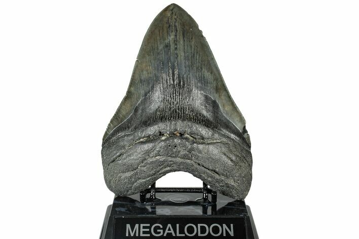 Fossil Megalodon Tooth - Huge River Meg #315440